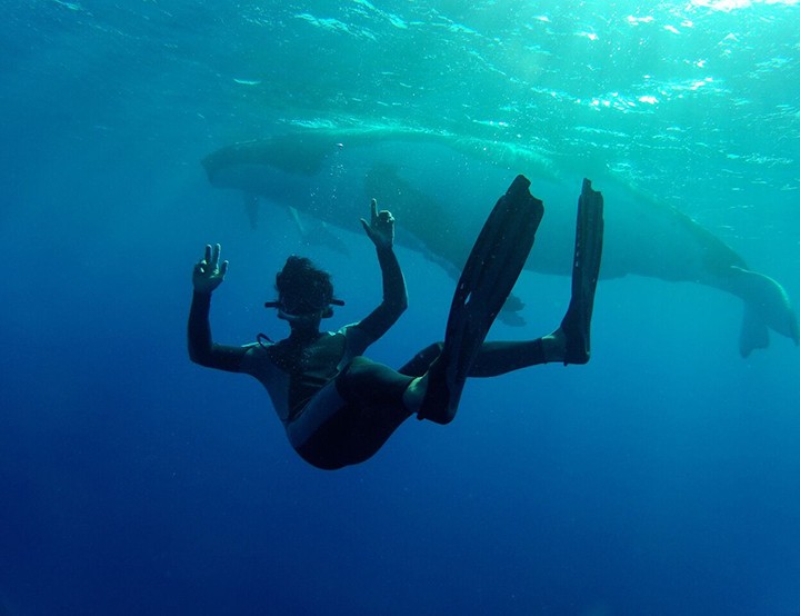 Whale watching in The Islands Of Tahiti