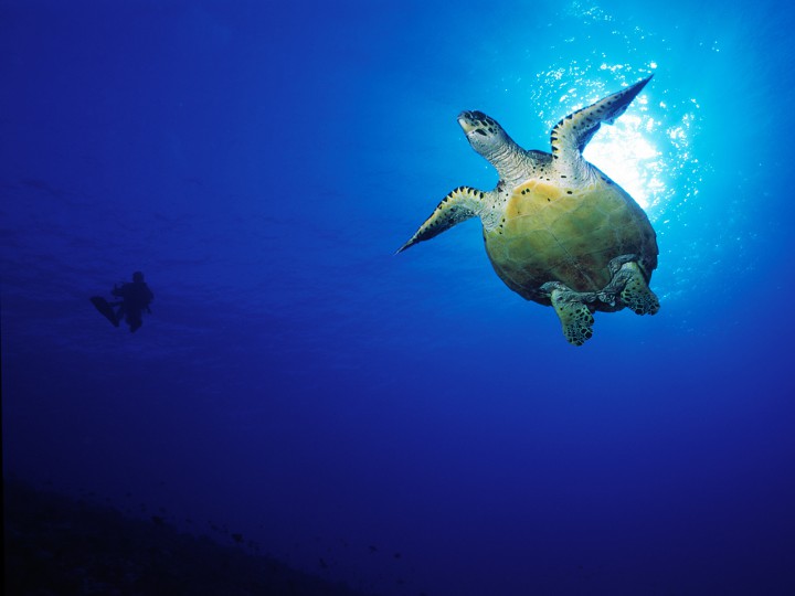 Meet green turtles in Bora Bora waters