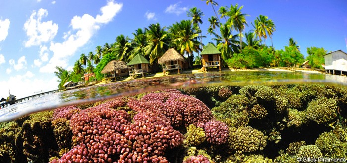 Coral garden at the foot of my bungalow