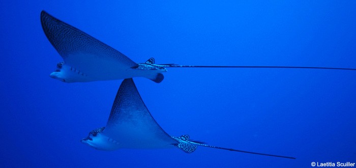 Leopard rays in the blue